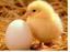 Salute mentale: polli e uova