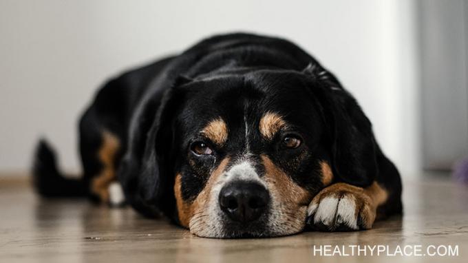 Il tuo cane conosce la depressione e può aiutarti a superare anche i momenti più difficili. Il mio cane mi aiuta ogni volta nei miei episodi depressivi. 