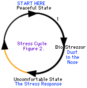 Alcuni cicli di stress sono più facili da percorrere rispetto ad altri