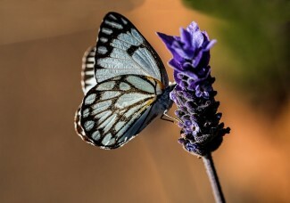 Per coloro che soffrono di depressione, è possibile trovare aiuto negli esercizi del libro "Come essere malati: una guida ispirata al buddista per i malati cronici e i loro caregivers"