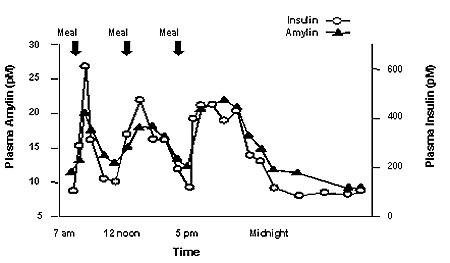 Profilo di secrezione di amilina e insulina in adulti sani